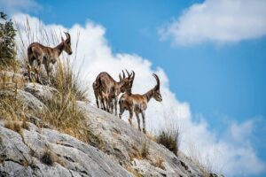 Himalayas Ibex