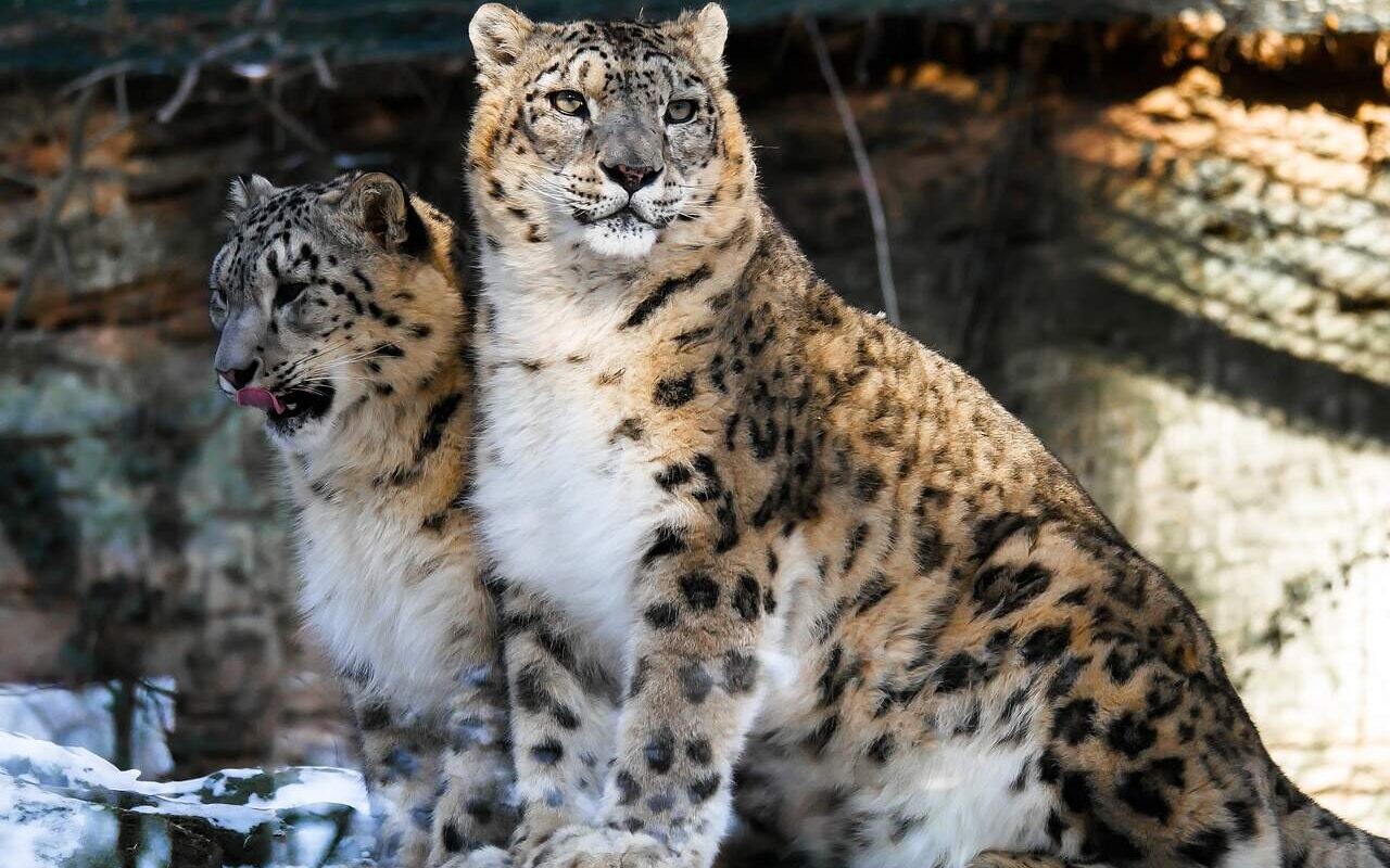 Snow Leopard